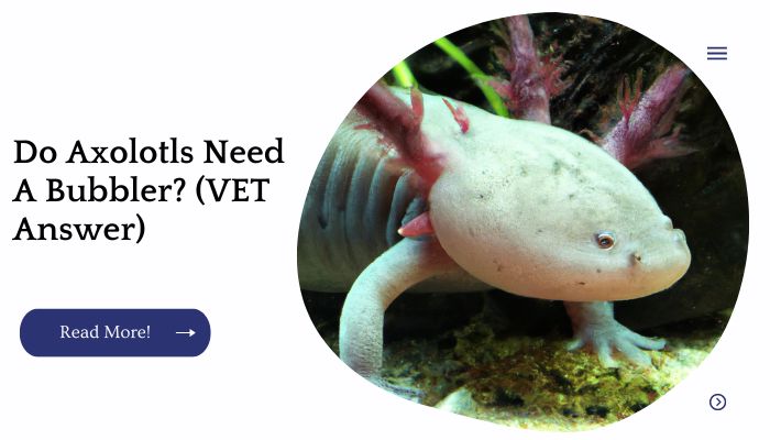 Do Axolotls Need A Bubbler? (VET Answer)