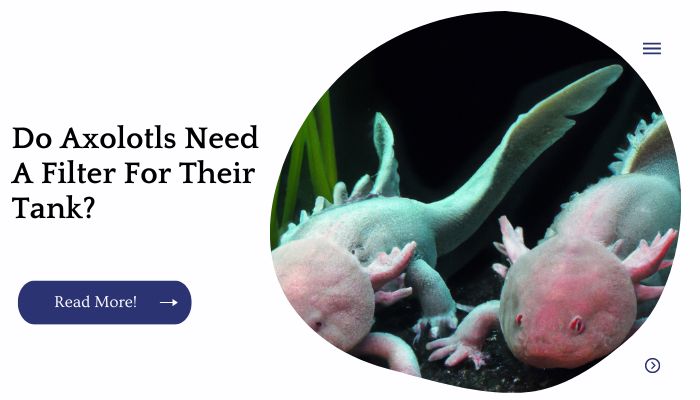 Do Axolotls Need A Filter For Their Tank?