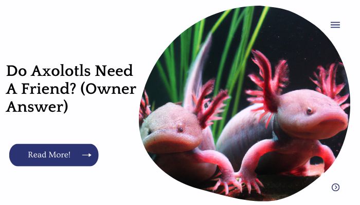 Do Axolotls Need A Friend? (Owner Answer)