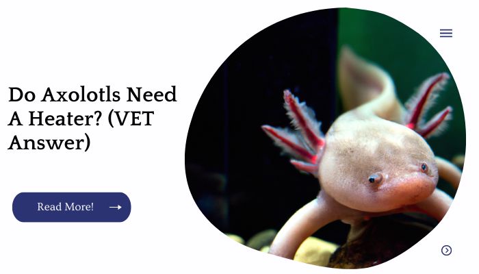 Do Axolotls Need A Heater? (VET Answer)