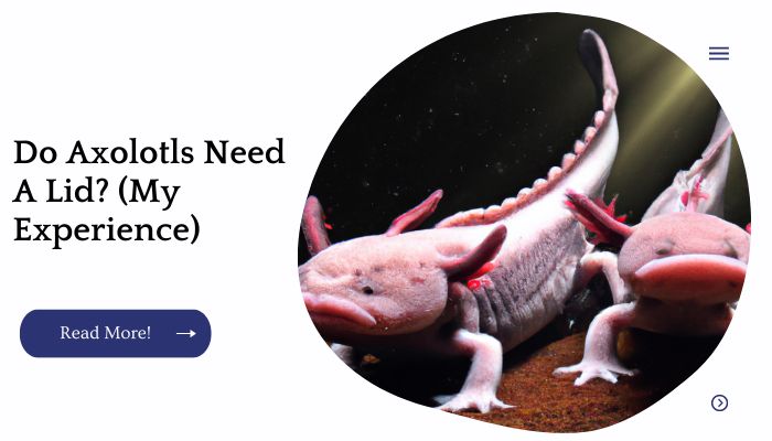 Do Axolotls Need A Lid? (My Experience)