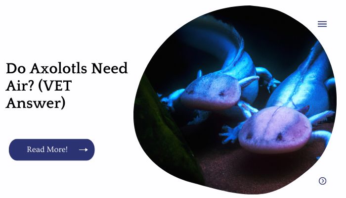 Do Axolotls Need Air? (VET Answer)