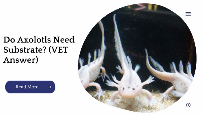 Do Axolotls Need Substrate? (VET Answer)