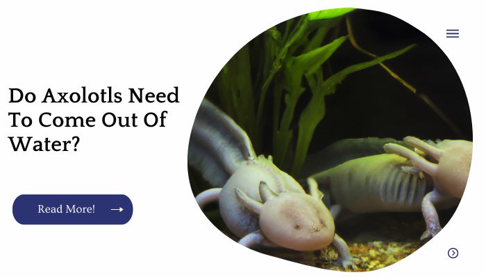 Do Axolotls Need To Come Out Of Water?