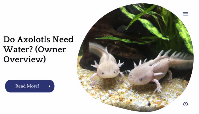 Do Axolotls Need Water? (Owner Overview)