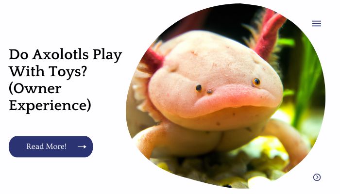 Do Axolotls Play With Toys? (Owner Experience)