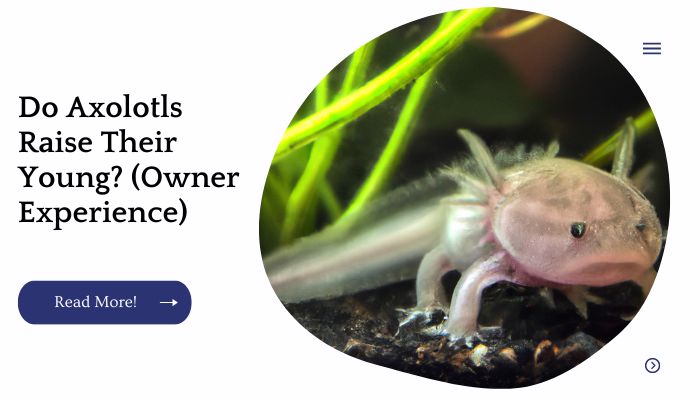 Do Axolotls Raise Their Young? (Owner Experience)