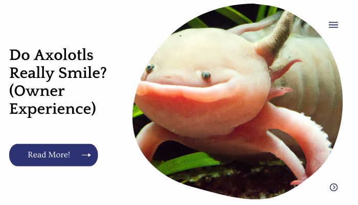 Do Axolotls Really Smile? (Owner Experience)