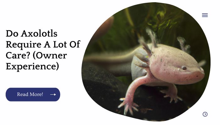 Do Axolotls Require A Lot Of Care? (Owner Experience)