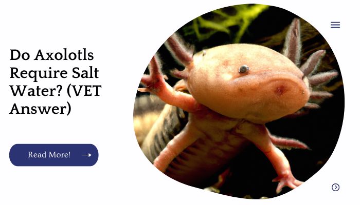 Do Axolotls Require Salt Water? (VET Answer)