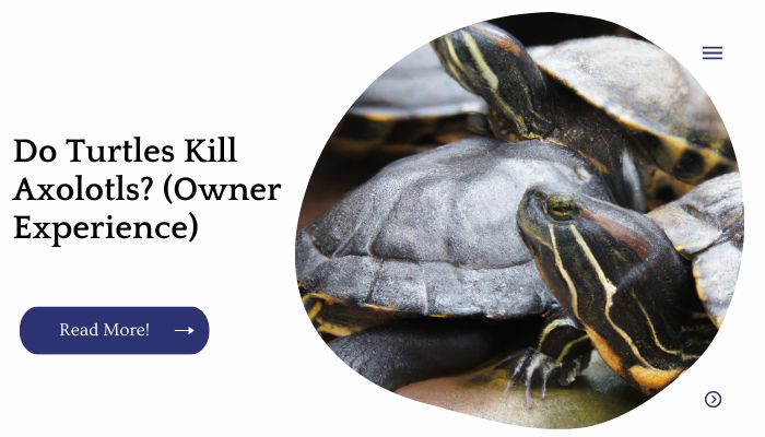 Do Turtles Kill Axolotls? (Owner Experience)