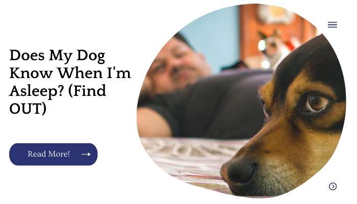 Does My Dog Know When I'm Asleep? (Find OUT)