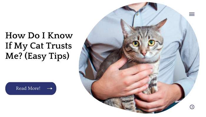 How Do I Know If My Cat Trusts Me? (Easy Tips)