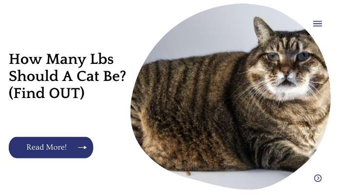 How Many Lbs Should A Cat Be? (Find OUT)