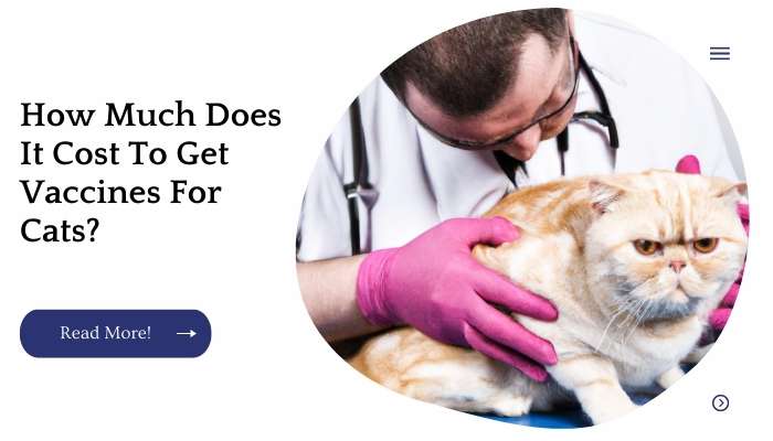 How Much Does It Cost To Get Vaccines For Cats?