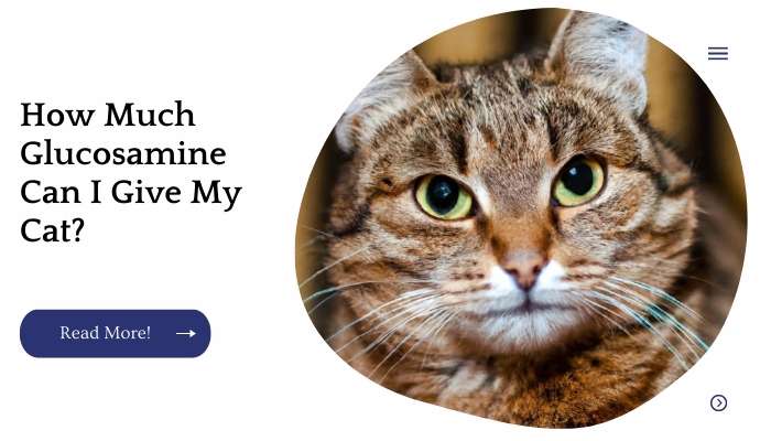 How Much Glucosamine Can I Give My Cat?