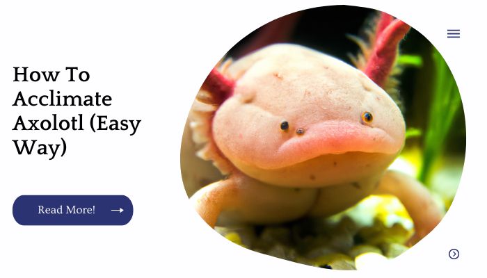 How To Acclimate Axolotl (Easy Way)