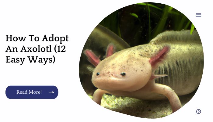 How To Adopt An Axolotl (12 Easy Ways)