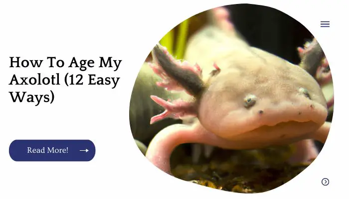 How To Age My Axolotl (12 Easy Ways)