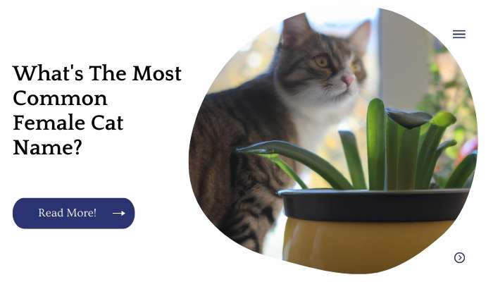 What's The Most Common Female Cat Name?