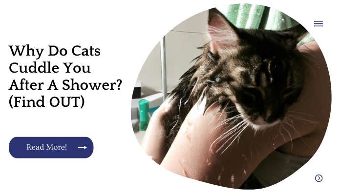 Why Do Cats Cuddle You After A Shower? (Find OUT)