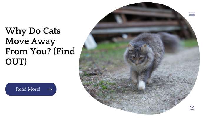 Why Do Cats Move Away From You? (Find OUT)