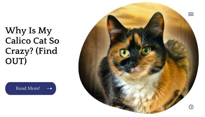 Why Is My Calico Cat So Crazy? (Find OUT)