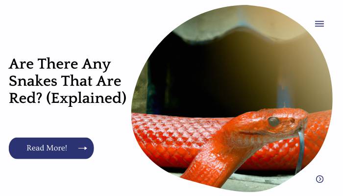 Are There Any Snakes That Are Red? (Explained)