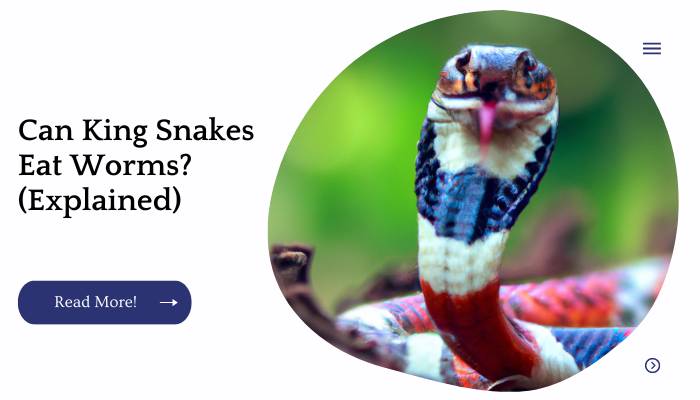 Can King Snakes Eat Worms? (Explained)