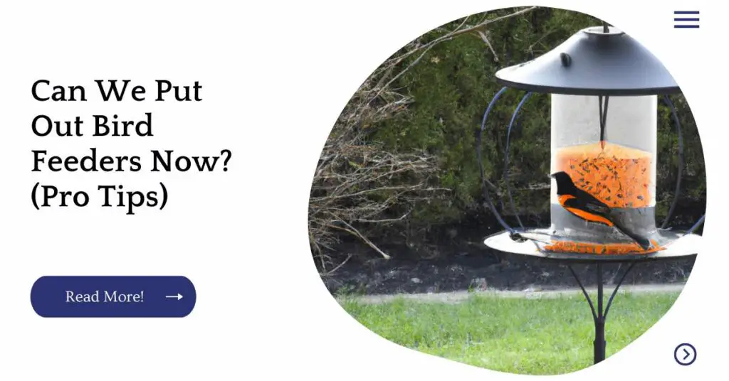 Can We Put Out Bird Feeders Now? (Pro Tips) Unified Pets