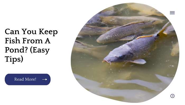 Can You Keep Fish From A Pond? (Easy Tips)