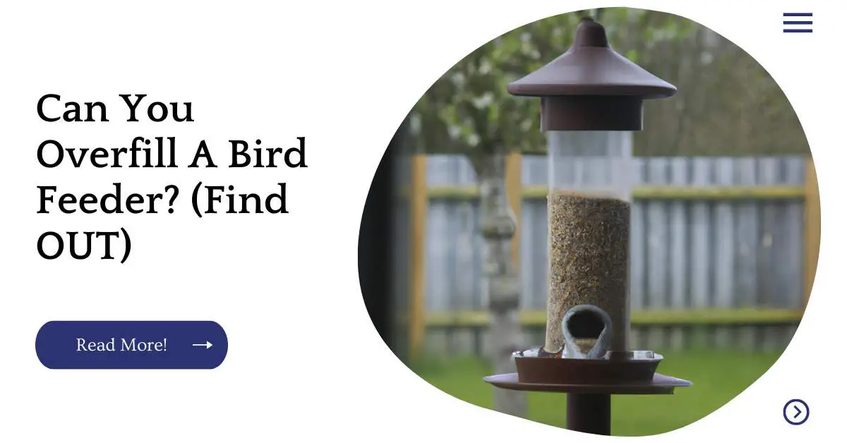 Can You Overfill A Bird Feeder? (Find OUT)