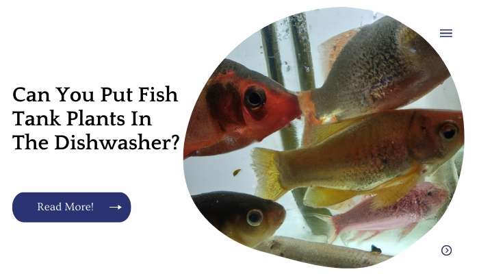 Can You Put Fish Tank Plants In The Dishwasher?