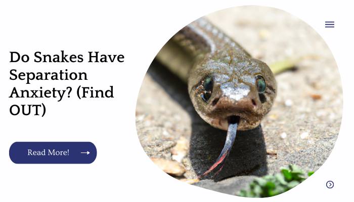 Do Snakes Have Separation Anxiety? (Find OUT)