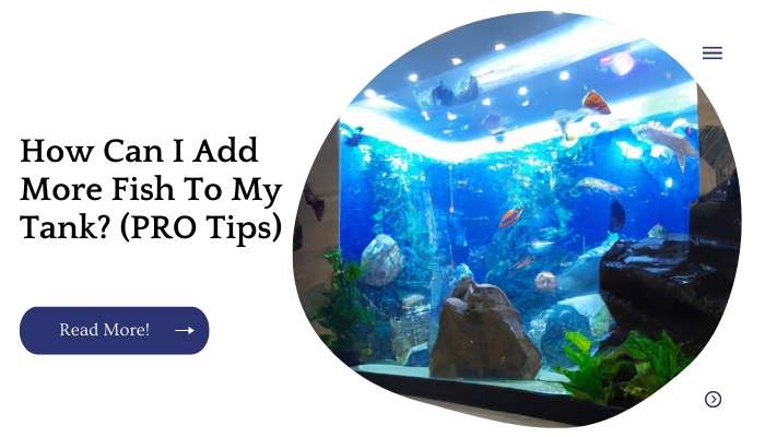 How Can I Add More Fish To My Tank? (PRO Tips)