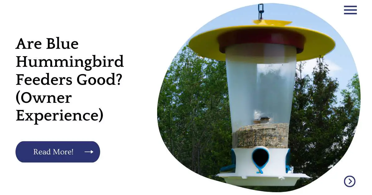 Are Blue Hummingbird Feeders Good? (Owner Experience)