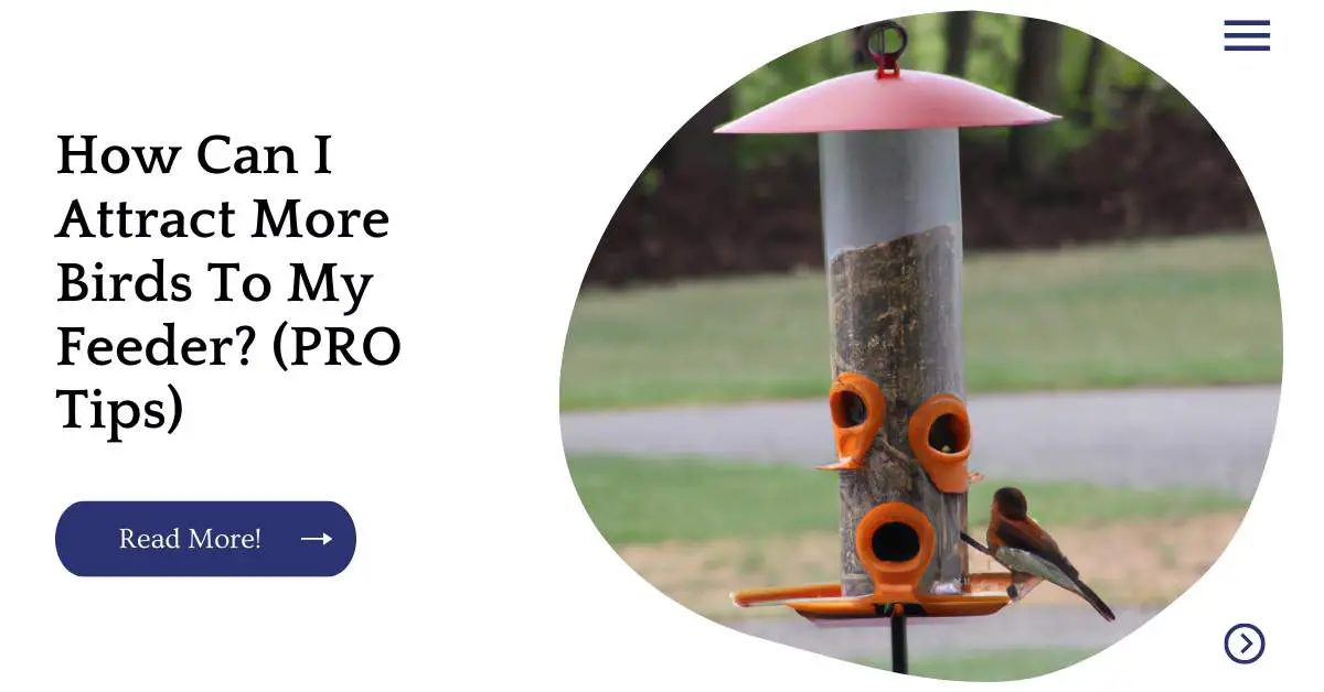 How Can I Attract More Birds To My Feeder? (PRO Tips)