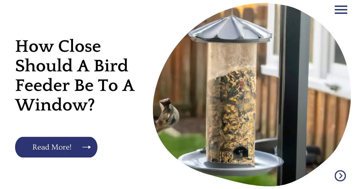 How Close Should A Bird Feeder Be To A Window?