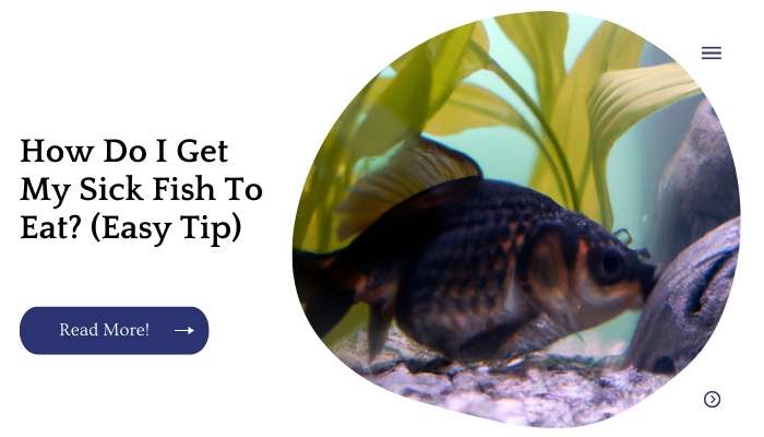 How Do I Get My Sick Fish To Eat? (Easy Tip)