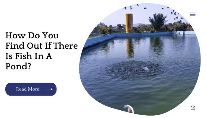 How Do You Find Out If There Is Fish In A Pond?