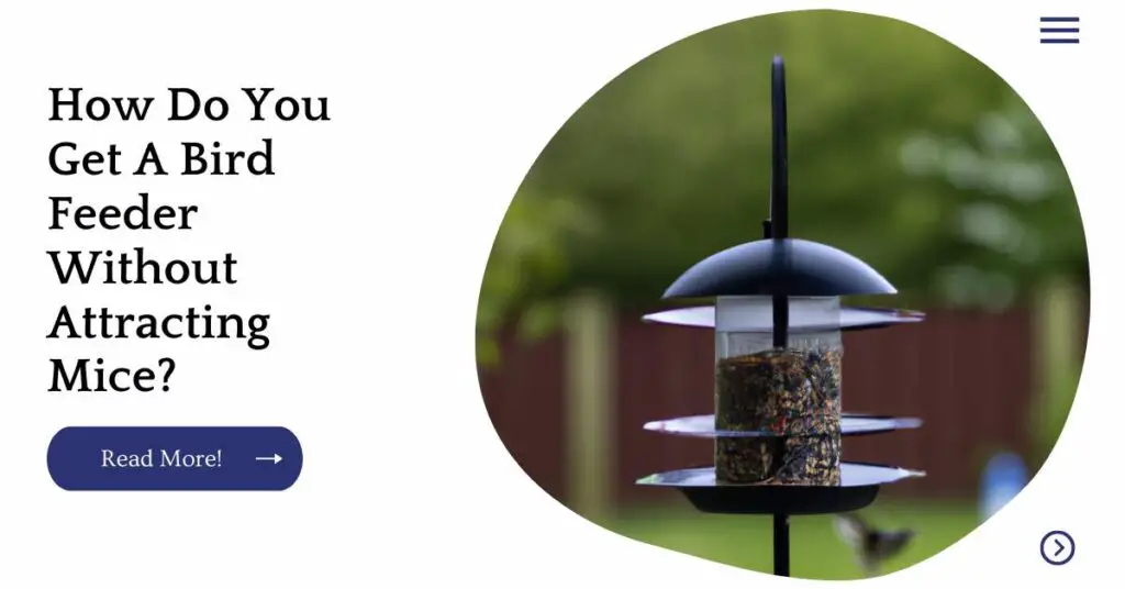 How Do You Get A Bird Feeder Without Attracting Mice? Unified Pets