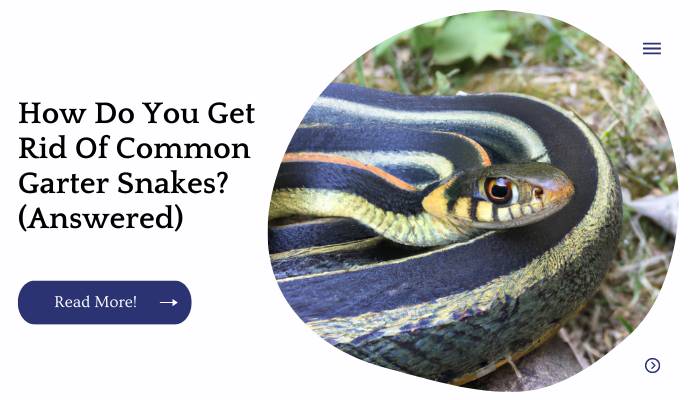 How Do You Get Rid Of Common Garter Snakes? (Answered)