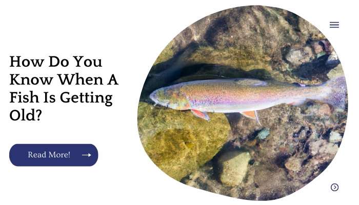 How Do You Know When A Fish Is Getting Old?