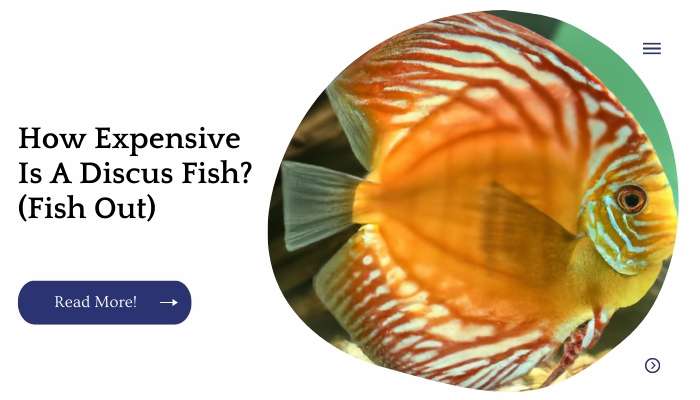 How Expensive Is A Discus Fish? (Fish Out)