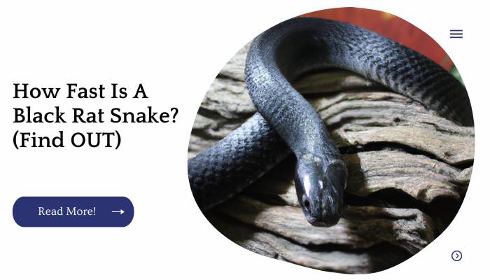 How Fast Is A Black Rat Snake? (Find OUT)