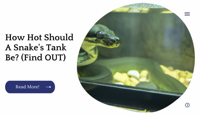 How Hot Should A Snake's Tank Be? (Find OUT)