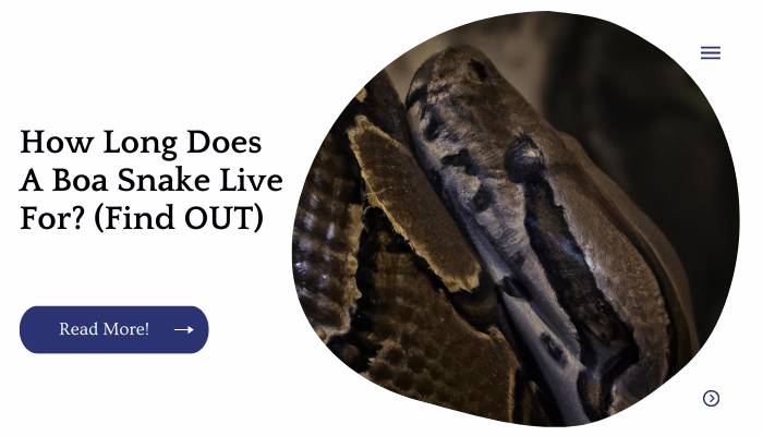 How Long Does A Boa Snake Live For? (Find OUT)