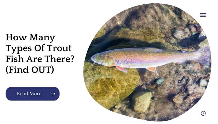 How Many Types Of Trout Fish Are There? (Find OUT)