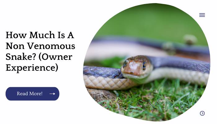 How Much Is A Non Venomous Snake? (Owner Experience)