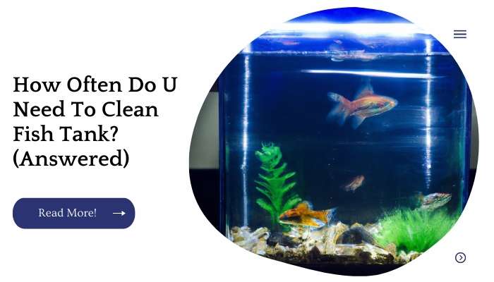 How Often Do U Need To Clean Fish Tank? (Answered)